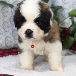 Blake - Brown and white male Saint Bernard puppy in Green Forest, Arkansas from Horseshoe Drive Kennel