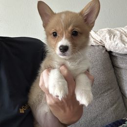 Green girl - Red female Pembroke Welsh Corgi puppy in Largo, Florida from Nauti Corgi’s
