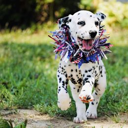 Basset Hound and Dalmatian Puppies from Lazy B Bassets and Dalmatians