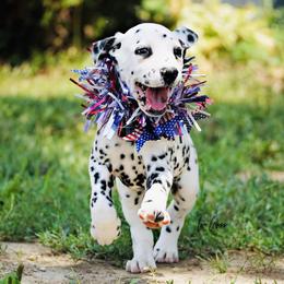 Basset Hound and Dalmatian Puppies from Lazy B Bassets and Dalmatians
