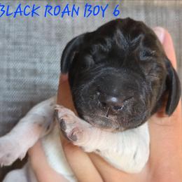 Boy 6 - Black roan male German Shorthaired Pointer puppy in China Township, Michigan from Snell's Superior Kennel Dobermann & GSP