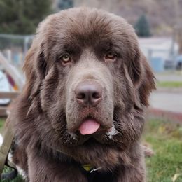 Goldendoodles and Newfoundlands from Deep Canyon Puppies