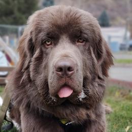Goldendoodles and Newfoundlands from Deep Canyon Puppies