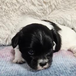 Zoe - Black and white female Mal-Shi puppy in Austin, Texas from Austin Maltese Babies