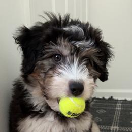 Aussiedoodle, Bernedoodle, and Goldendoodle Puppies from Johnson's Doodles