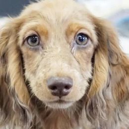 Dachshunds from The Pooch Farm