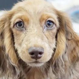 Dachshunds from The Pooch Farm