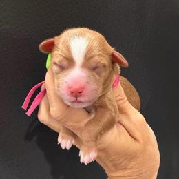 Fresca - Red  female Goldendoodle puppy in Macon County, North Carolina from Mountain Doodles