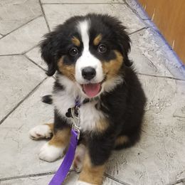 Bernedoodle and Bernese Mountain Dog Puppies from King Swiss Acres of North Texas