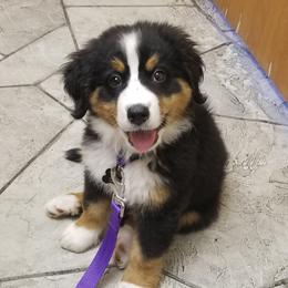 Bernedoodle and Bernese Mountain Dog Puppies from King Swiss Acres of North Texas