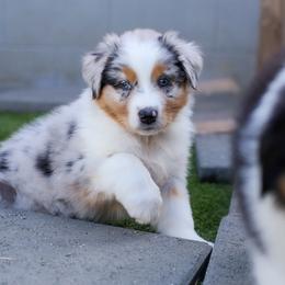 Sparkle - Blue merle female Australian Shepherd puppy in Lakewood, California from Cloud Nine Kennel