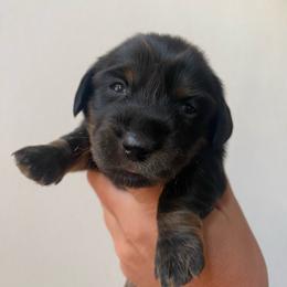 Raven - Black and tan female Dachshund puppy in Trenton, Florida from Tweenie Weenie Dachshunds