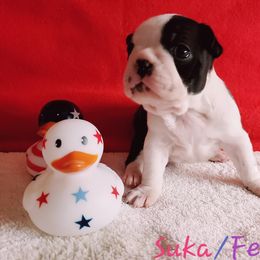 Boston Terrier Puppies from Beatrice's Kennels