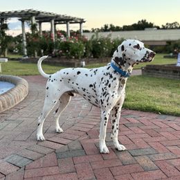 Canelo - Dalmatian