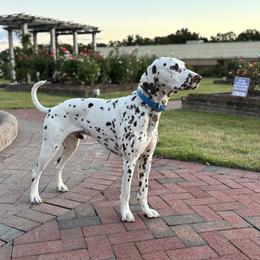 Canelo - Dalmatian
