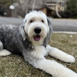Krystyna Winn - Old English Sheepdog