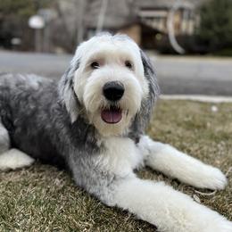 Krystyna Winn - Old English Sheepdog
