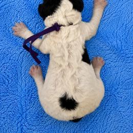 Christoff - Parti male Poodle puppy in Washington, Pennsylvania from Patriotic Poodles