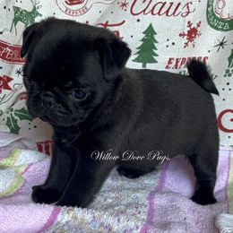 Spud - Black male Pug puppy in Coram, New York from Willow Dove Pugs