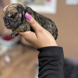 Maeve - Brindle female Boerboel puppy in Delta, Colorado from SATA Kennels