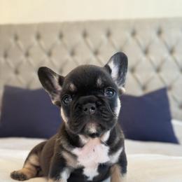 French Bulldog Puppies from Frenchie Envy Puppies