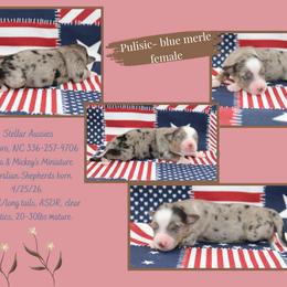 Pulisic - Blue merle female Miniature Australian Shepherd puppy in Asheboro, North Carolina from Stellar Aussies