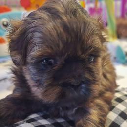 Hanna - Brindle female Shih Tzu puppy in Filer, Idaho from Shih Tzu Kennels