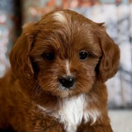 Miramar - Red male Cavapoo puppy in Beckley, West Virginia from By Design Doodles