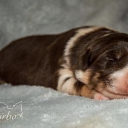 Border Collie, Golden Retriever, and Sporty Mix Puppies from Turbo Border Collies & Coltrievers