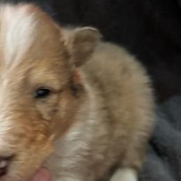 Boy 1 - Collie puppy from Collie Campo