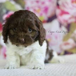 Dorothy - Brown and white female Cockapoo puppy in Lowry City, Missouri from Cooper Creek Puppies