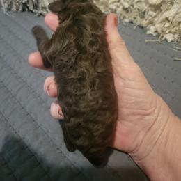 Honey - Brown female Poodle puppy in Arkansas from Harper's Pups