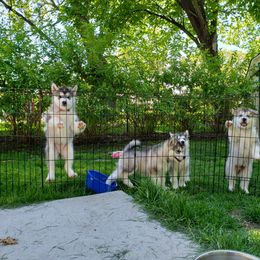 Alaskan Malamute Puppies from Delphi Alaskan Malamutes