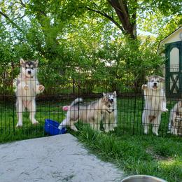 Alaskan Malamute Puppies from Delphi Alaskan Malamutes