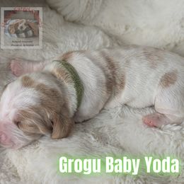 Grogu Baby Yoda - Lemon and white female Basset Hound puppy in Scottsdale, Arizona from Floppy Eared Friends Bassett Hounds