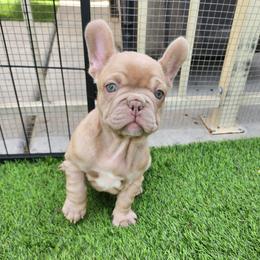 Lilly - Blue female French Bulldog puppy in Las Vegas, Nevada from Fabulousbulldogs LLC