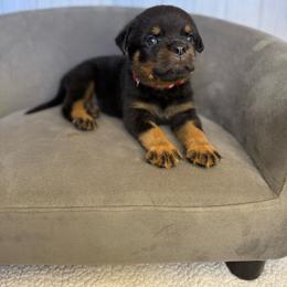 Red boy - Black and mahogany male Rottweiler puppy in Reno, California from VHF