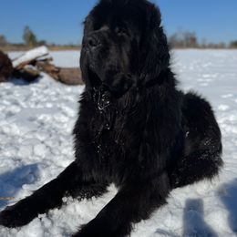Draco - Newfoundland