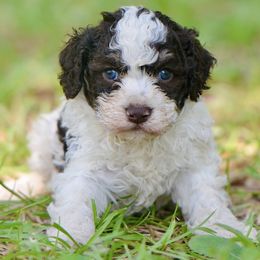 Andromeda - Brown female Lagotto Romagnolo puppy in St. Augustine, Florida from LBK & Ancient City