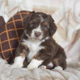 Tic - Red tri-color male Aussiedoodle puppy in Delta, Colorado from PTK Ranch