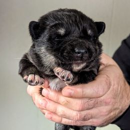 White Girl - Lumi - Black and tan female Lapponian Herder puppy in Prattsburgh, New York from Maalattu Koirankoppi Lapponian Herders