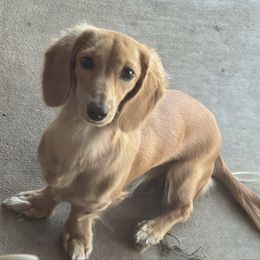 Lucy - Dachshund