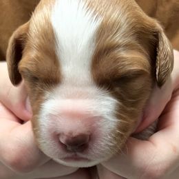 Zina girl 2 - Orange and white female Brittany puppy in Floyd Knobs, Indiana from Cross Creek Brittanys