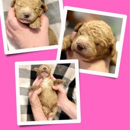 Pandora - Apricot female Goldendoodle puppy in Bluefield, Virginia from Love on a Leash