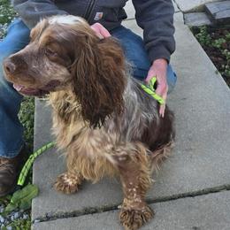 Mason - English Springer Spaniel