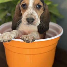 Fred - Black brown and white male Basset Hound puppy in Maryland from Grind Stone Breeding Kennels