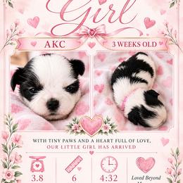 Puppy 3 pink - Black and white female Shih Tzu puppy in Buxton, Maine from Shih Tzu Junction