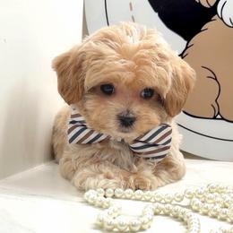 Maltipoo puppies from GlamPaw Maltipoos