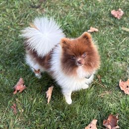 Gizmo - Pomeranian
