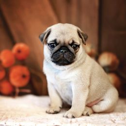 Pug Puppies from Gold Leaf Farm Pugs